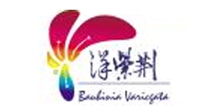 洋紫荆Bauhinia Variegata及图